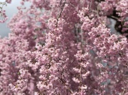 粉色樱花花朵图片