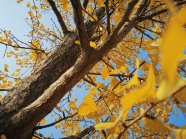 唯美银杏树叶子图片