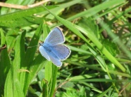 蓝色唯美蝴蝶图片