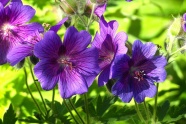 艳丽紫色天竺葵图片