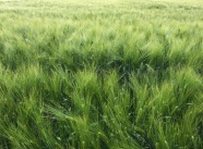 麦田绿色小麦背景图片