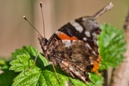 燕尾蝴蝶摄影图片