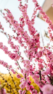 春天粉色桃花高清图片