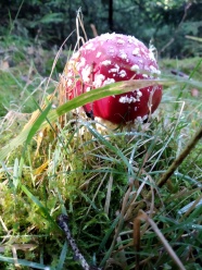 野生有毒红蘑菇图片