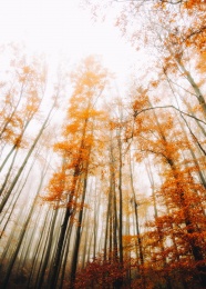 秋天树林唯美风景图片