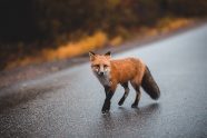 野生红狐狸高清图片