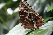黑眼斑纹蝴蝶图片