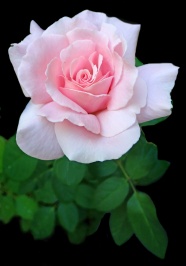一朵漂亮粉色玫瑰图片
