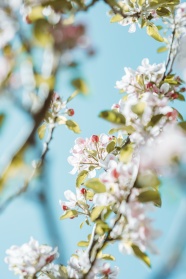 春天白色鲜花花朵图片
