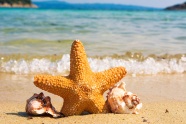 海边沙滩海星海螺图片