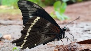 黑色大蝴蝶素材图片