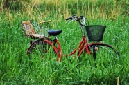 草丛里的自行车图片