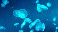 海底蓝色水母图片