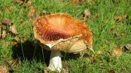 草地毒蘑菇图片