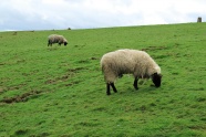 爱尔兰羊羔吃草图片