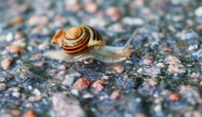 唯美小蜗牛摄影图片