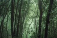 雾气森林唯美意境图片