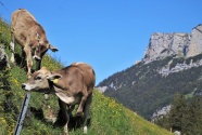 阿尔卑斯公牛图片