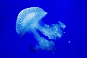 透明蓝色水母图片
