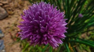 紫色洋葱花近景图片