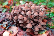 秋季森林小蘑菇图片