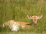 草地野生鹿休息图片