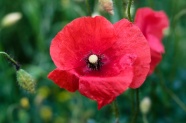 大红色罂粟花图片