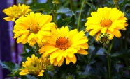 黄色野菊花花朵图片