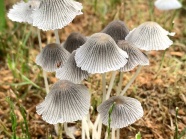 菌类小蘑菇图片