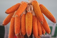 玉米棒晒干图片