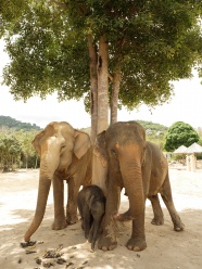 一家三口大象图片