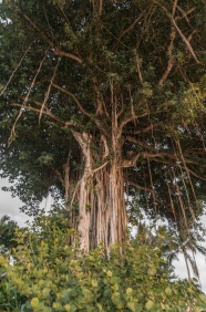 百年老树图片