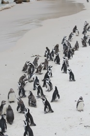 沙滩企鹅群图片