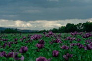 紫色罂粟花海图片