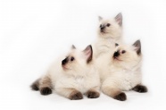 三只可爱小猫图片
