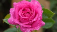 粉色玫瑰水滴图片