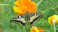 鲜花上的燕尾蝶图片