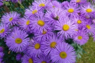 紫色小雏菊花朵图片
