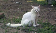 一只白色野猫图片