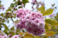 樱花枝樱花摄影图片
