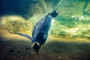 海底企鹅游泳图片