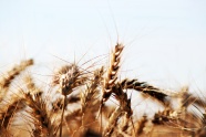 小麦成熟背景摄影图片