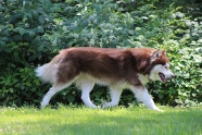赫斯基大型犬图片