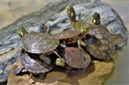 一群小乌龟图片