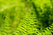 绿色蕨类植物素材图片