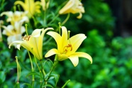 黄色百合花朵摄影图片