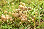 地面伞状小蘑菇图片