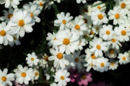 白色的雏菊花图片