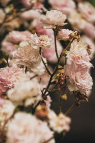 干枯的粉色花朵图片