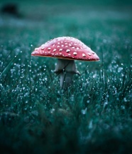 雨后草地蘑菇图片